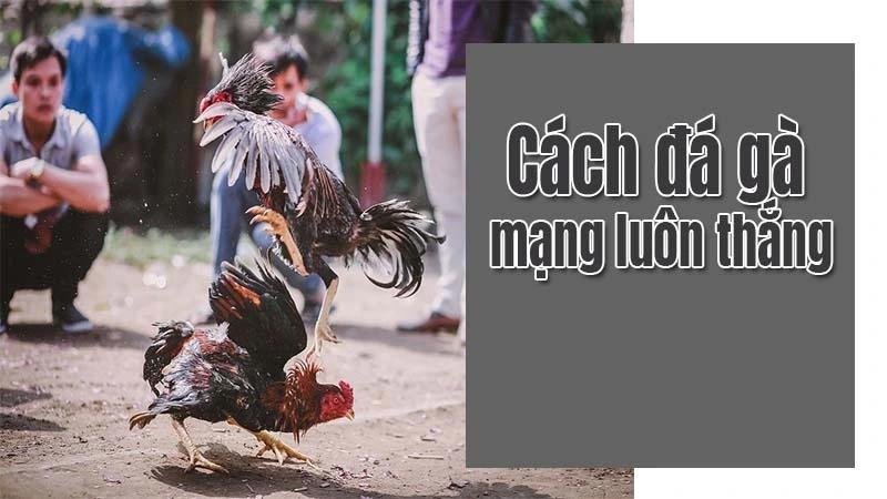 cach da ga mang luon thang 1